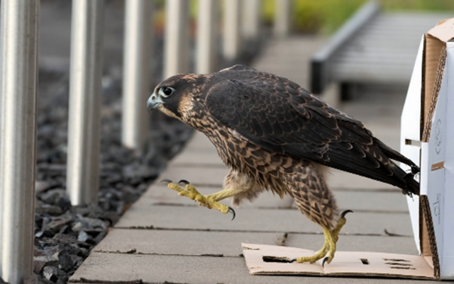 Falke