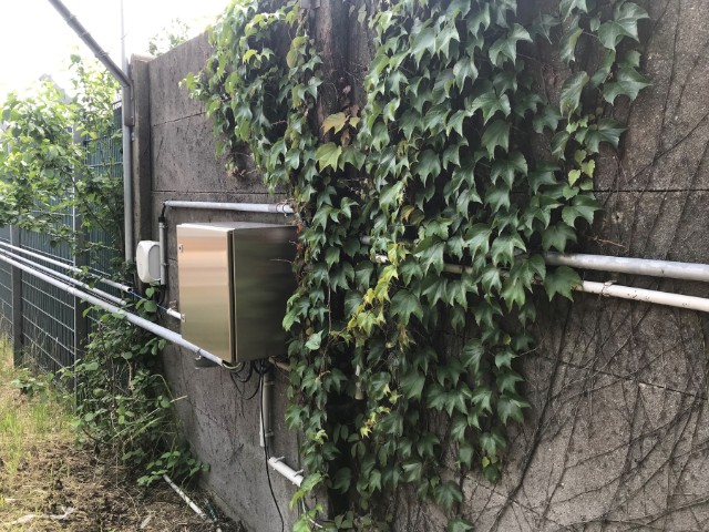 Mauerbegrünung