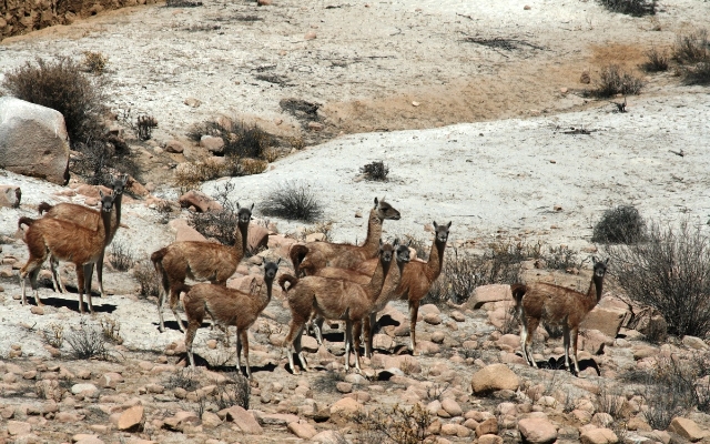 guanacos-en-polobaya-jose-l.-velasquez-l-2